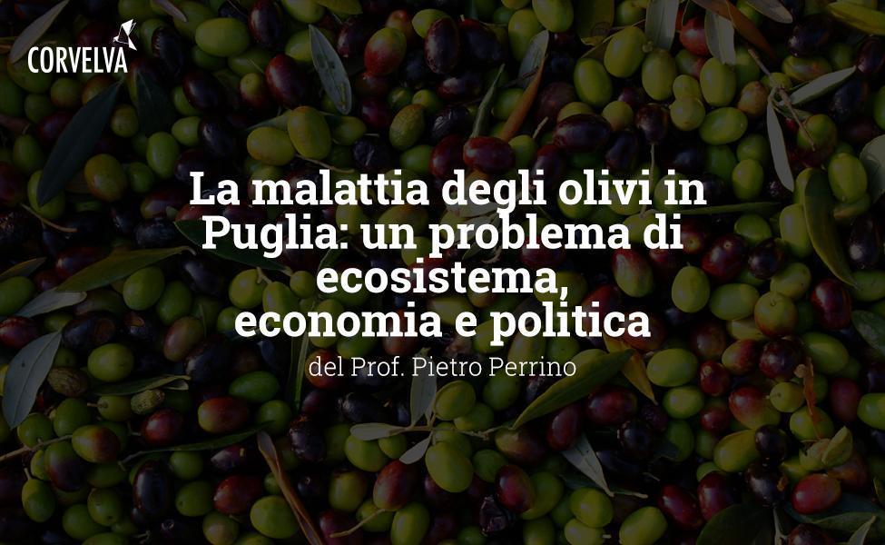 La malattia degli olivi in Puglia: un problema di ecosistema, economia e politica 