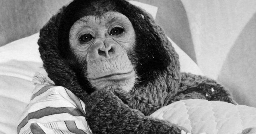I segreti del virus dello scimpanzé