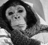 I segreti del virus dello scimpanzé